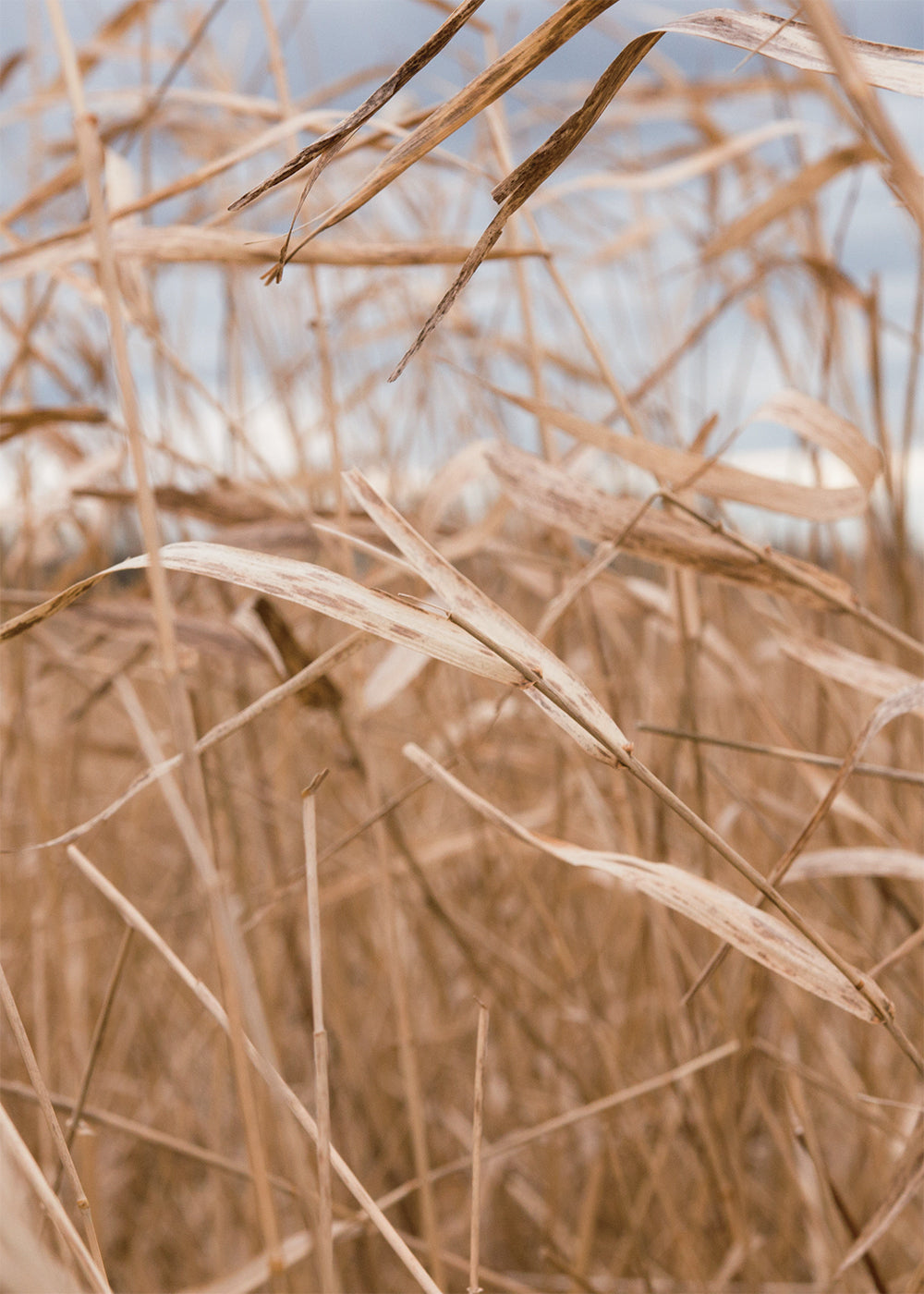 Sunshine Reed Grass