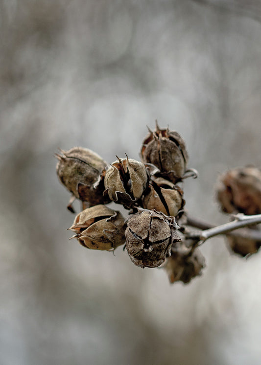 Dried Thistle Bud