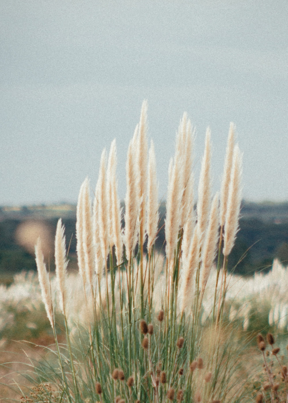 Golden Wheat Field