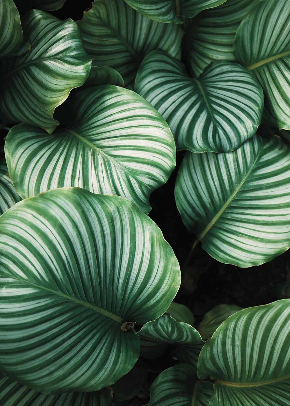 Calathea Leaves