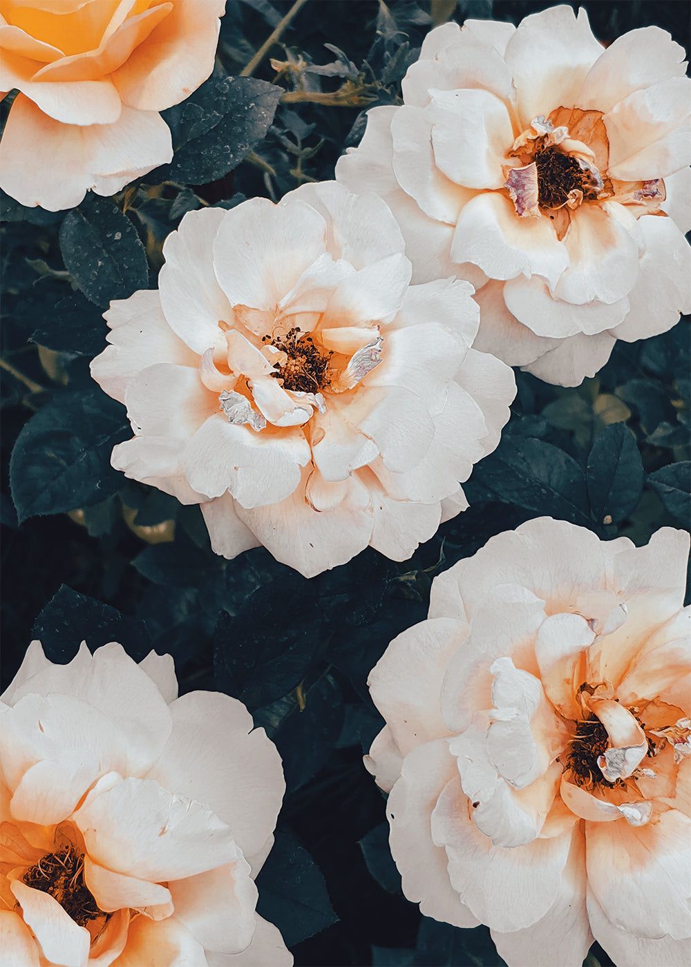 White Floribunda Roses