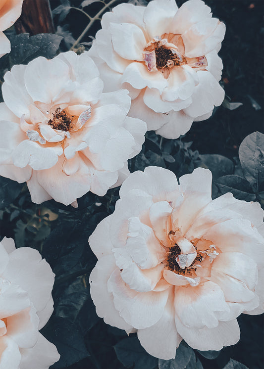 White Magnolia Flower