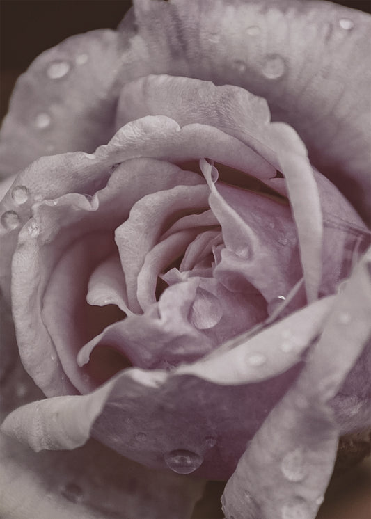 White Rose Closeup