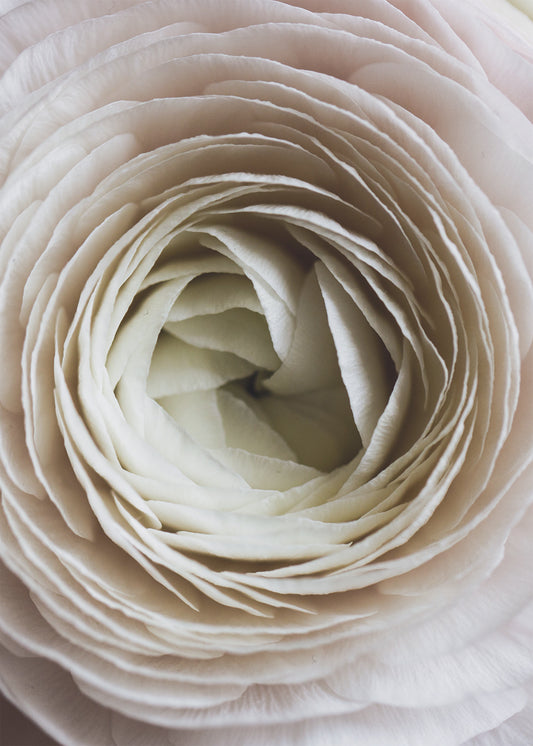 White Peony Closeup