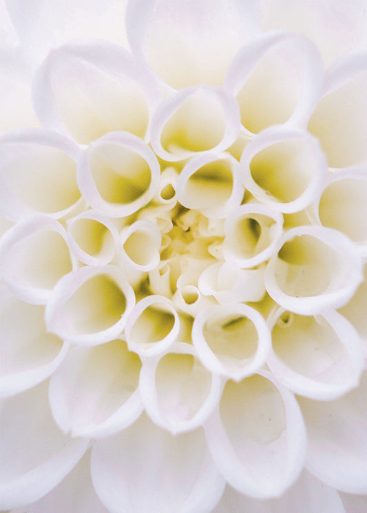 Pink Dahlia Closeup