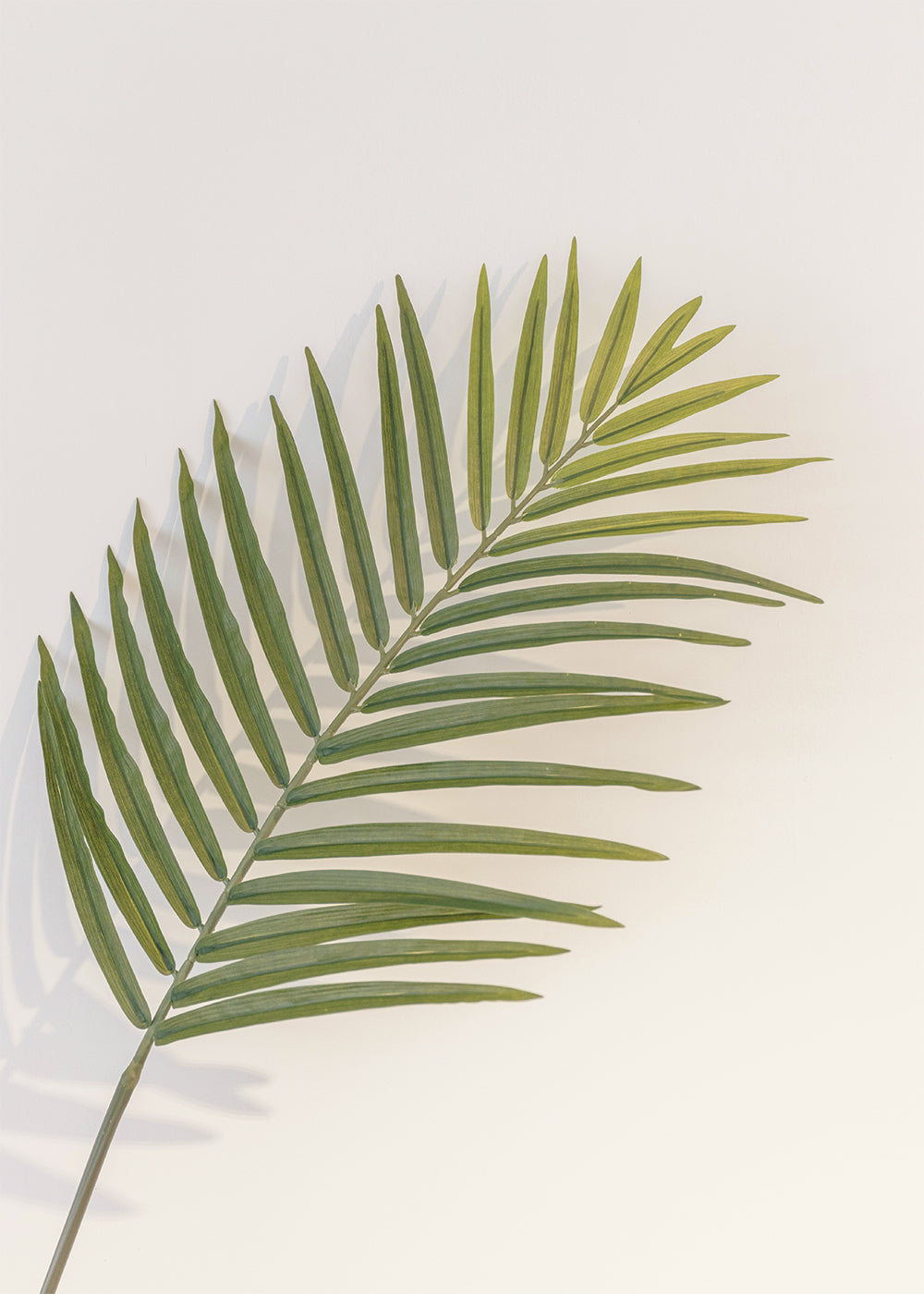 Two Toned Palm Leaves