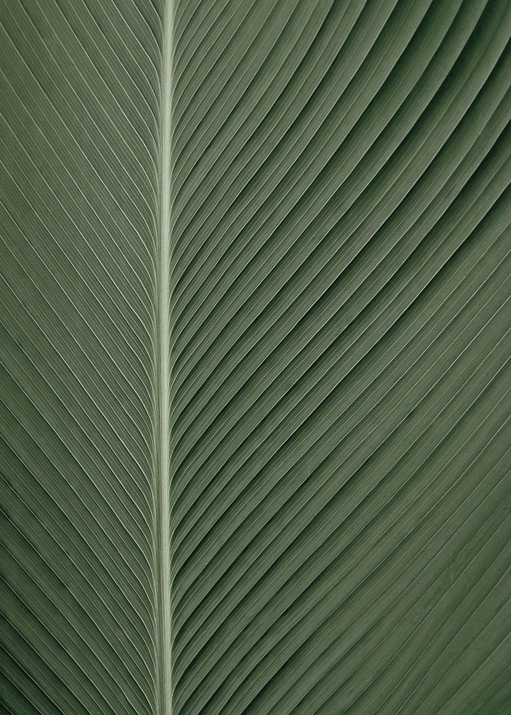 Dried Palm Leaves No.1