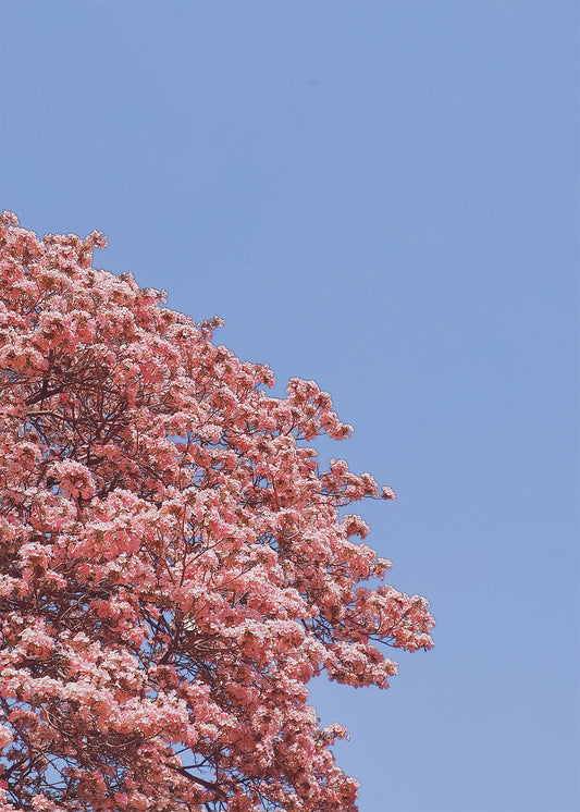 Pink Blossom