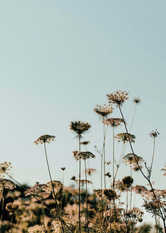 Grassy Meadow Chamomile