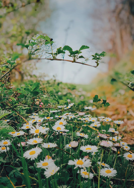 Mountain View Chamomile