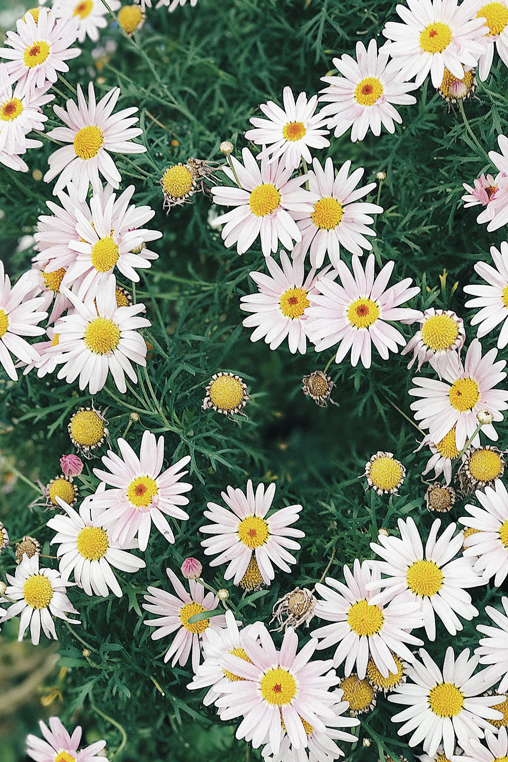 Blue Skies White Chamomile