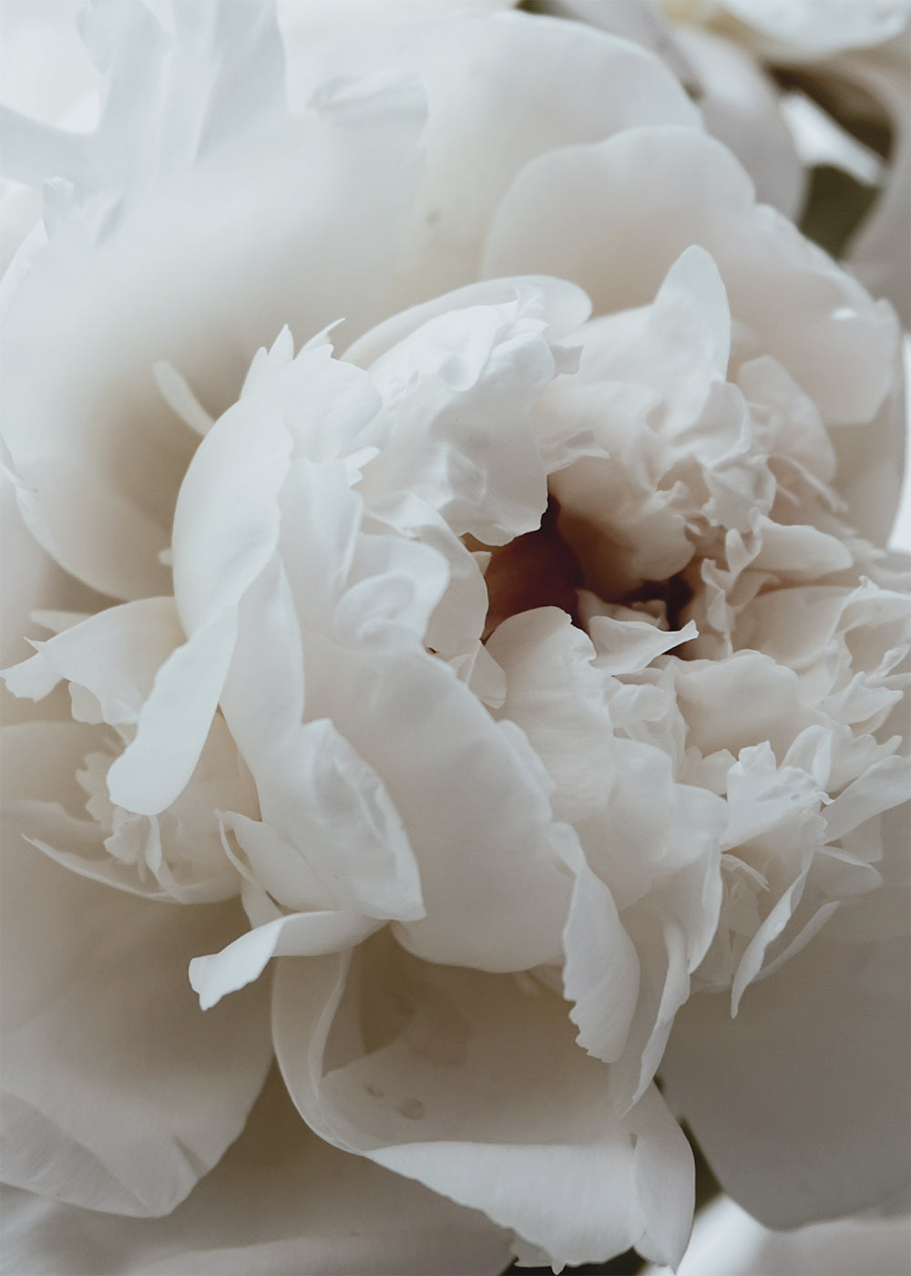 White Chrysanthemum Flower