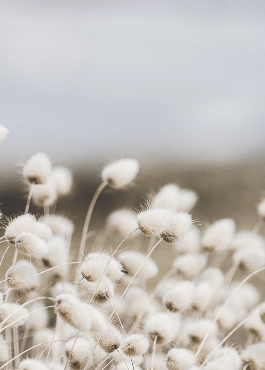 White Dandelion Flowers