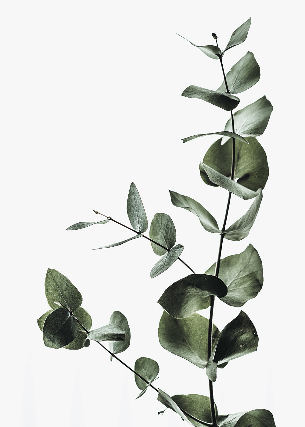 Dried Eucalyptus Leaves