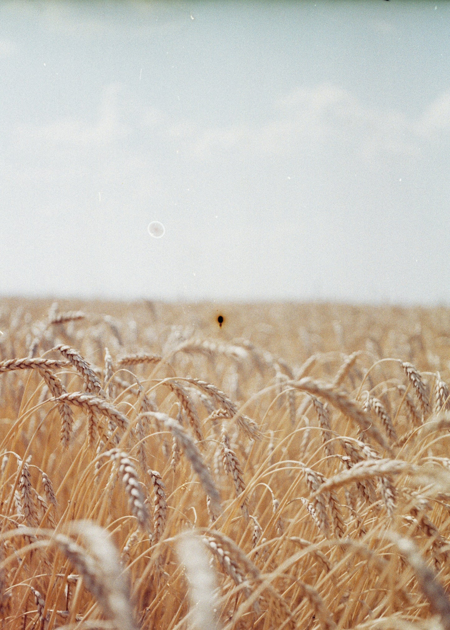 Golden Grain Field