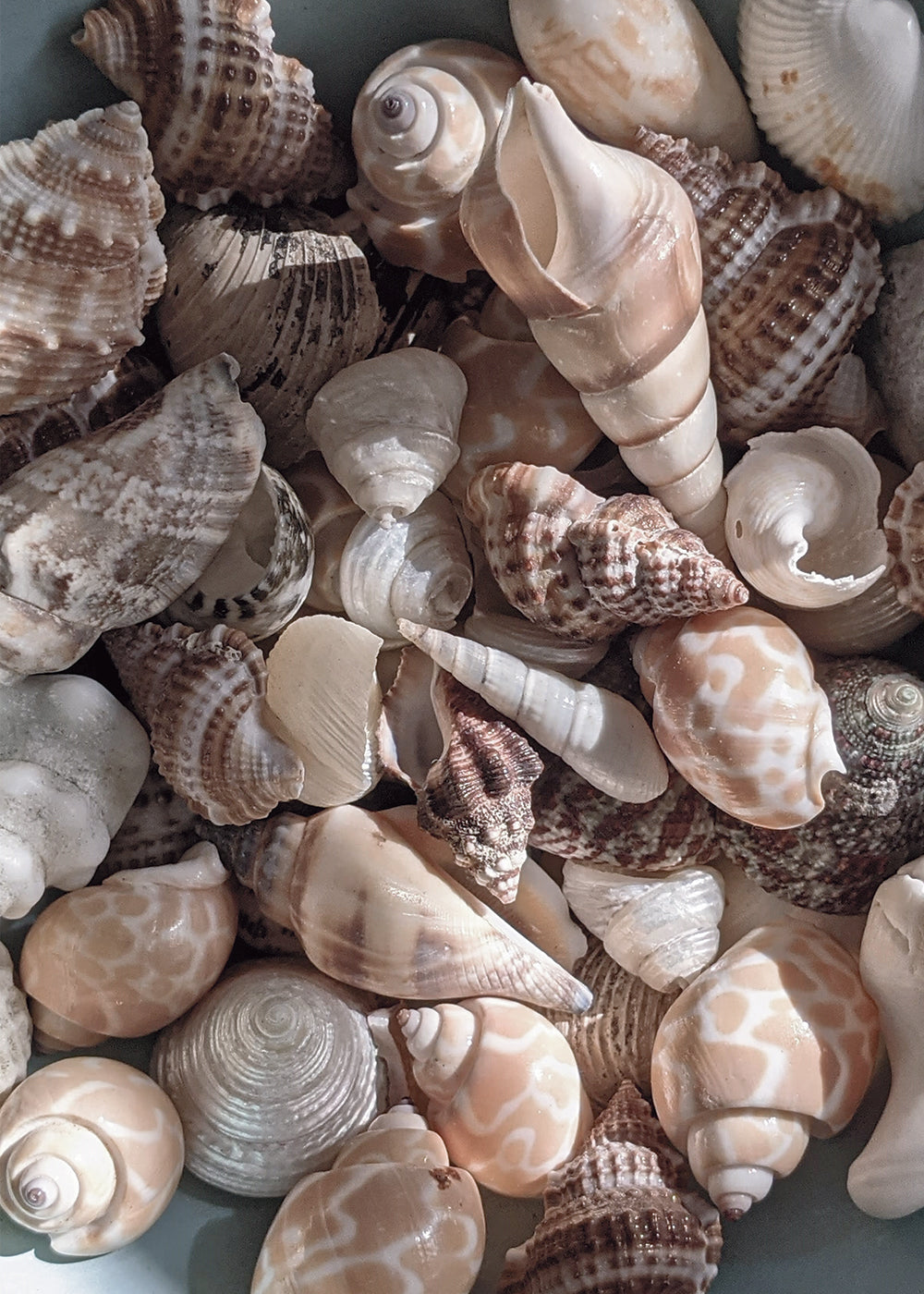 White Seashells