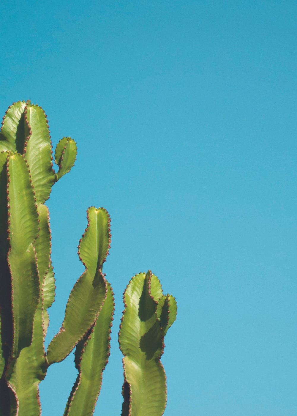 Cactus By The Wall