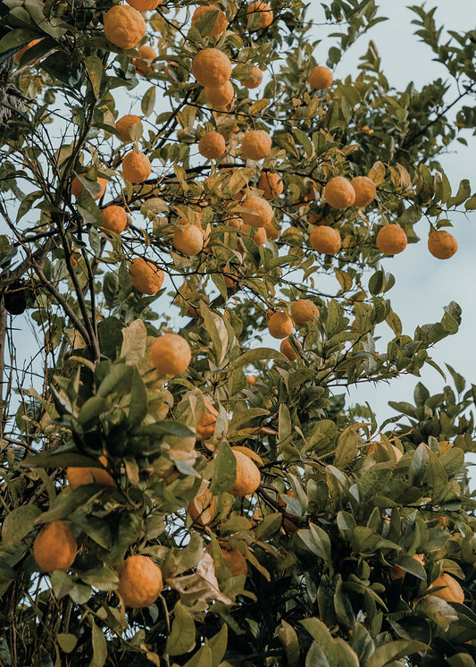 Colourful Orange Tree