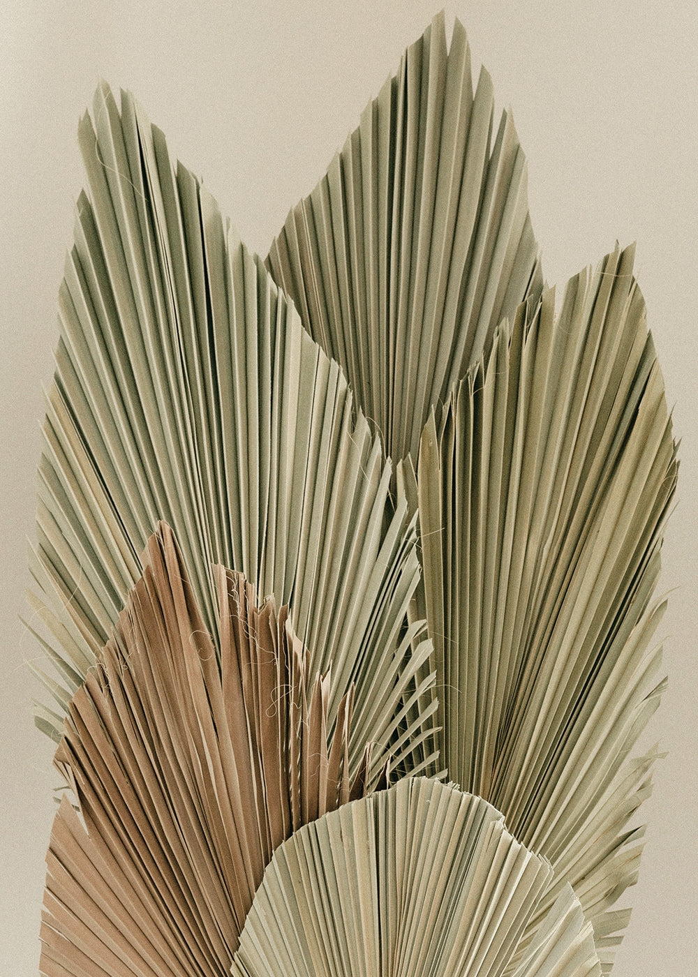 Dried Palm Leaves No.2