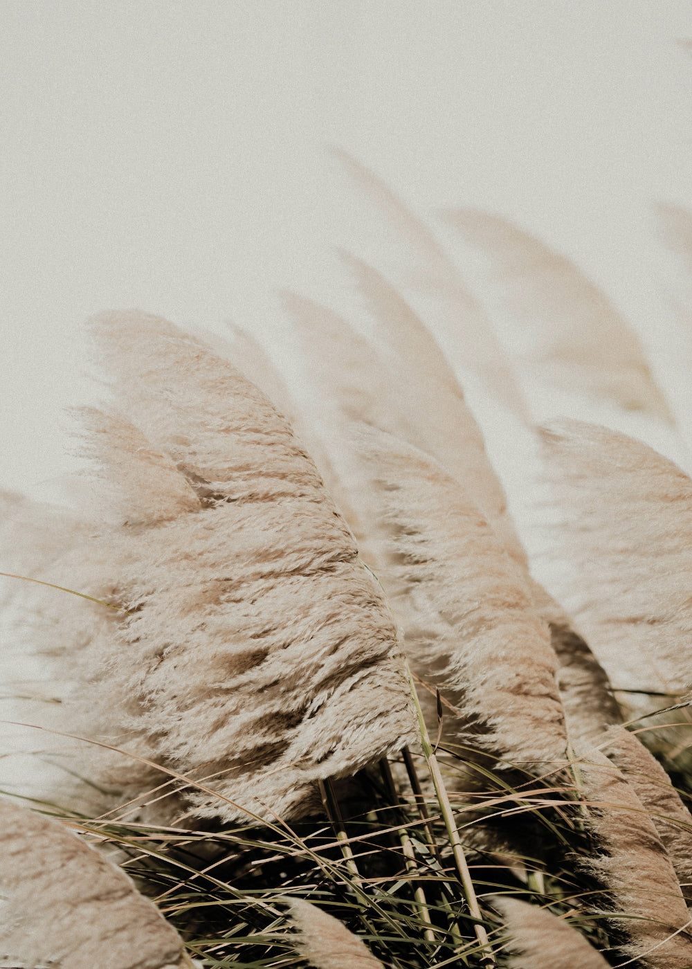 Golden Reed Grass