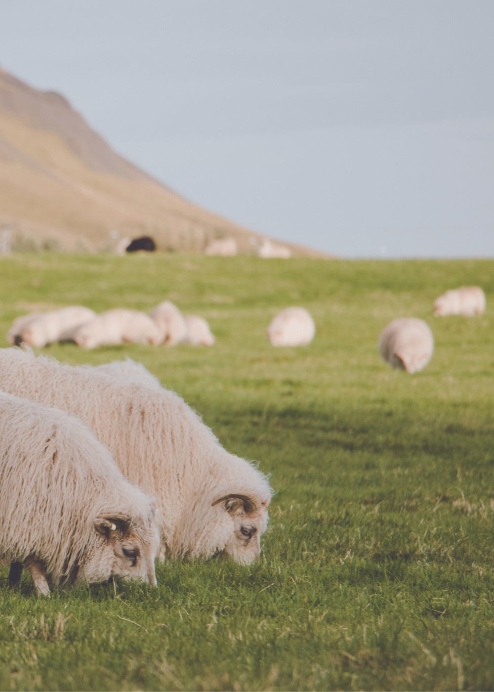 Animals Grazing On Hill