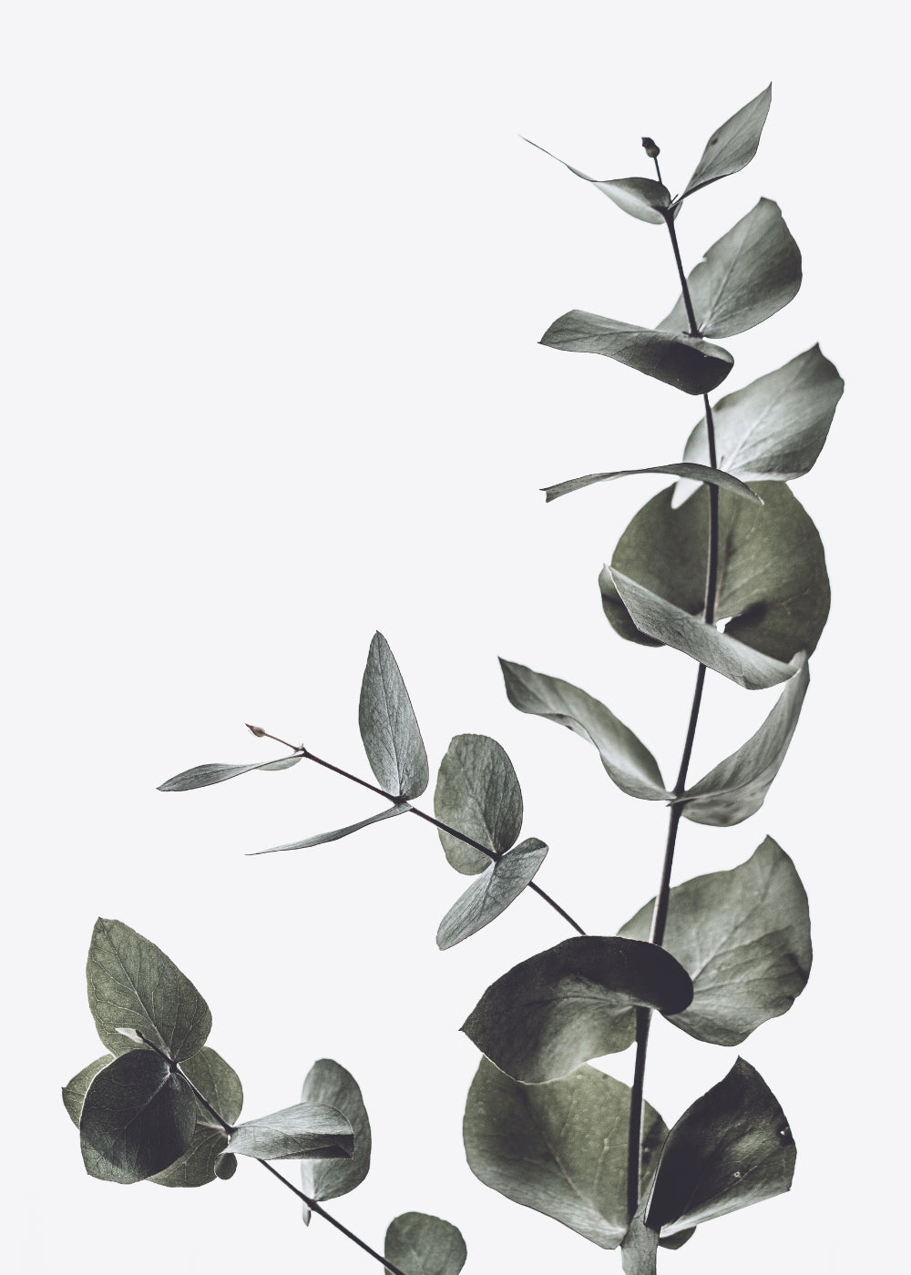 B&W Eucalyptus Leaves No.2