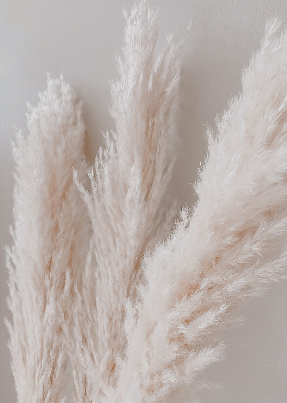 Beige Feather No.1