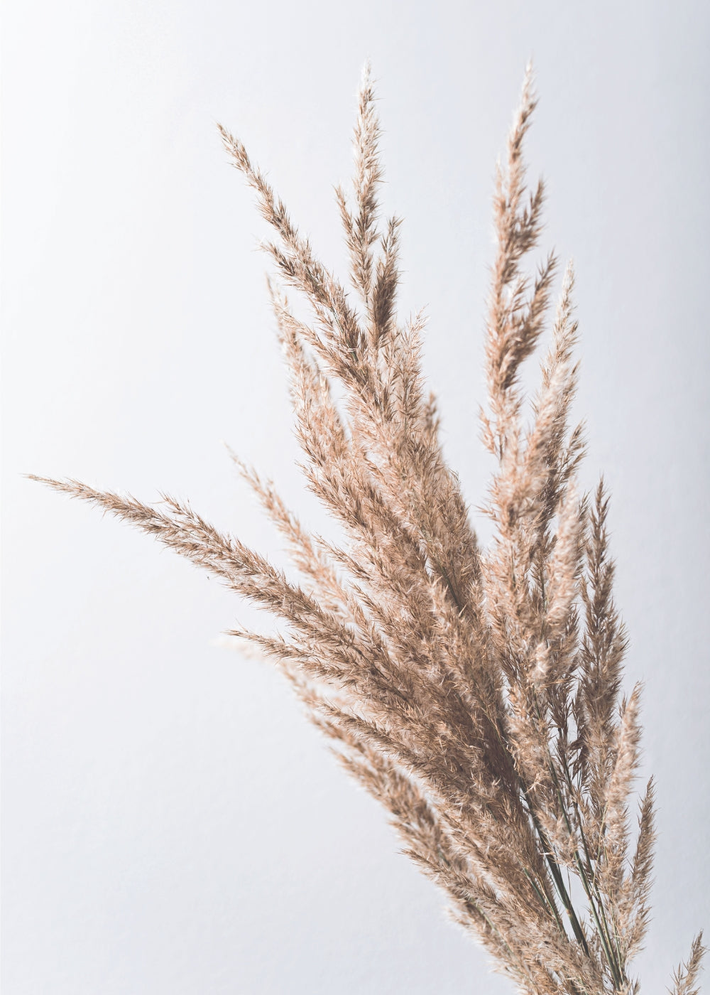 Beige Pampas Grass