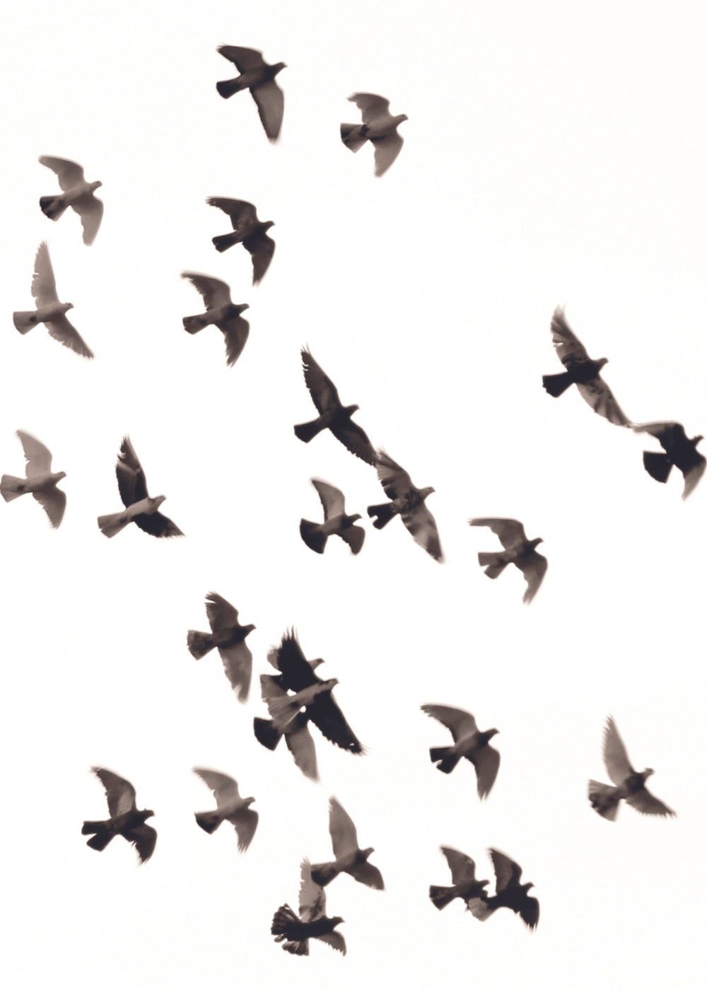 Bird Flock