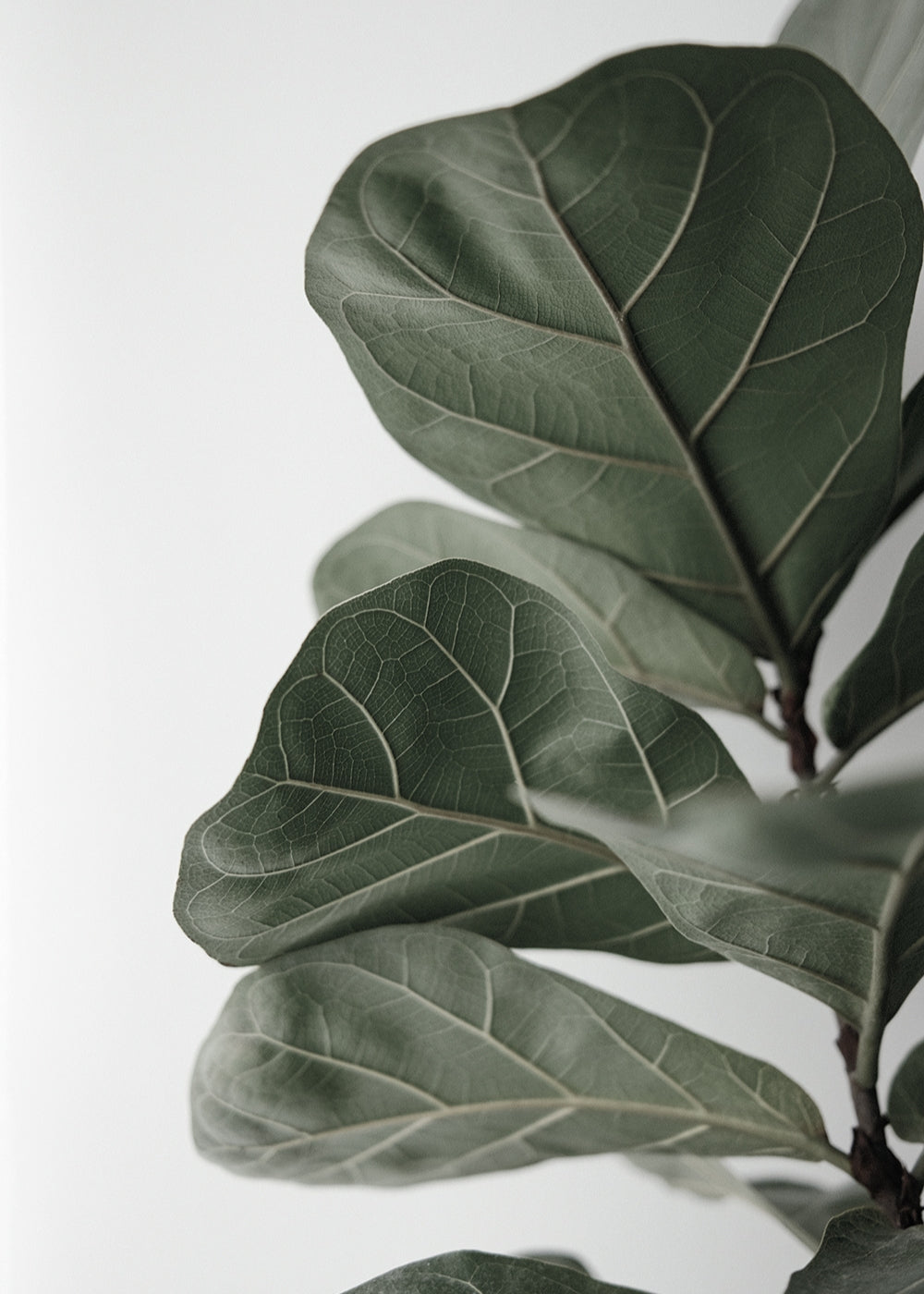 Black & White Ficus